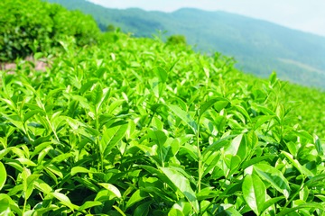 有機茶品牌